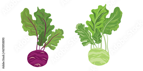 Kohlrabi pair, Kohlrabi duo, Kohlrabi illustration