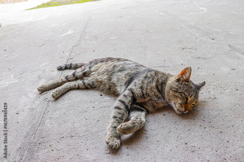 Obraz premium Cat