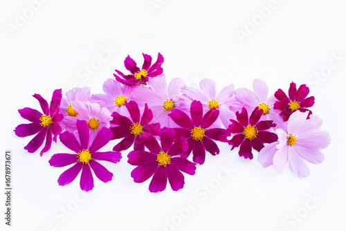 autumn. Floral natural composition of autumn flowers cosmos on a light background. For design.