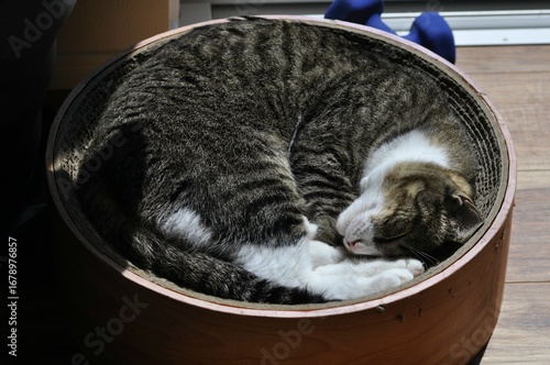 A cozy tabby cat is curled up in a perfect ball, deeply sleeping in a sunbeam. This tranquil scene captures a moment of ultimate peace and blissful relaxation in its wooden bed.