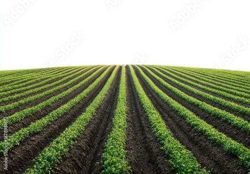 Rows of young plants on a cultivated field