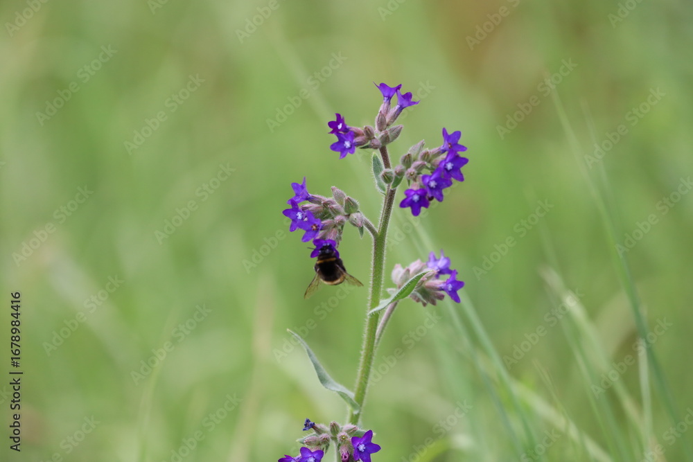 Obraz premium Medicinal Vetch with Bumblebee Close-Up
