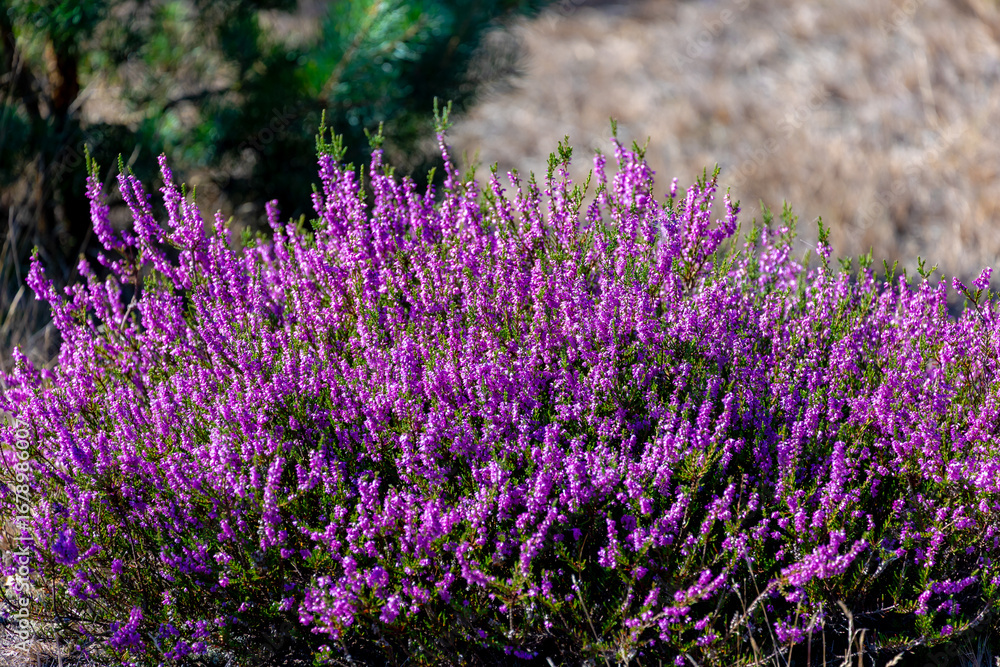Obraz premium Selective focus bush of wild purple flowers Calluna vulgaris (heath, heide, ling or simply heather) is the sole species in the genus Calluna in the flowering plant family Ericaceae, Natural background