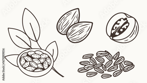 Illustration of almonds, a peach cut in half, and a pile of seeds in black and white line art