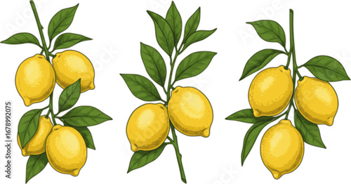 Vector set of lemon branches with fruit and leaves isolated on a white background.
