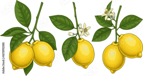 Vector set of lemon branches with fruit and leaves isolated on a white background.
