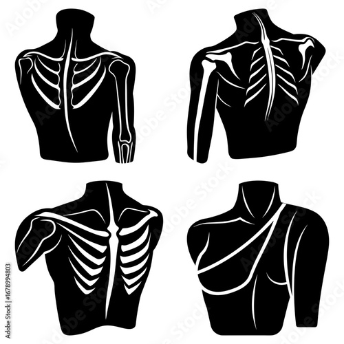 Anatomical illustrations showing the human upper body and skeletal structure in black and white style