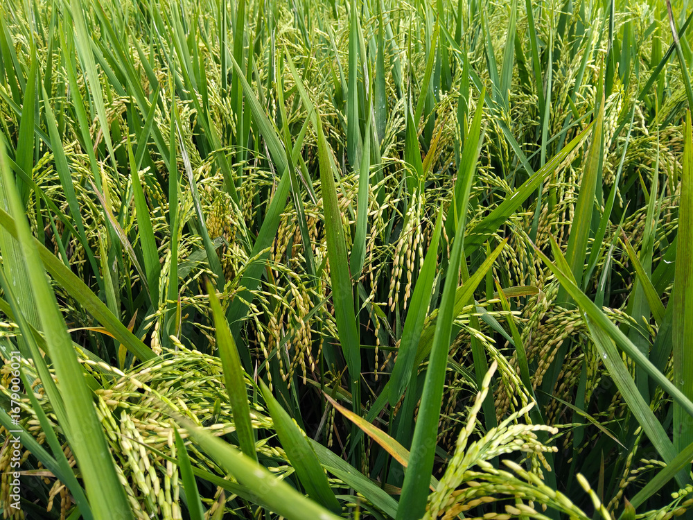 Obraz premium Golden rice plants with heavy grains bending among lush green leaves, showing a ready to harvest paddy field under natural sunlight.