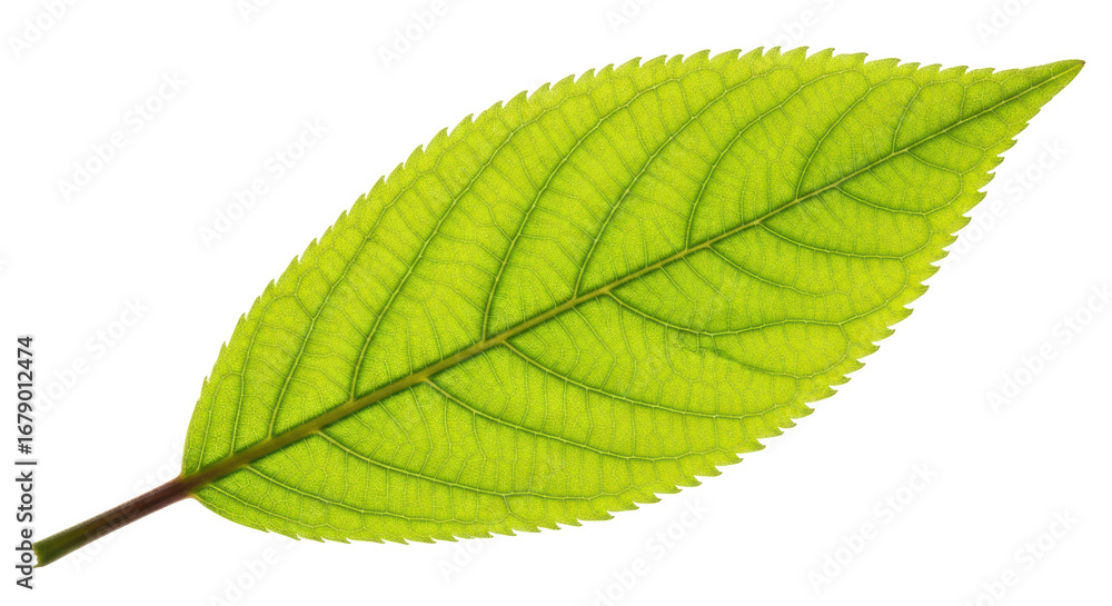 Fototapeta premium Isolated Green Leaf