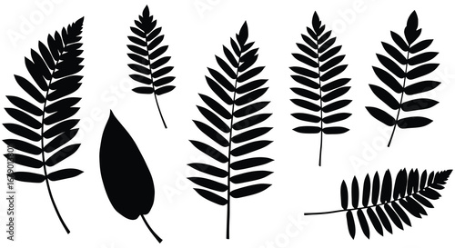 Collection of various fern leaf silhouettes on white background