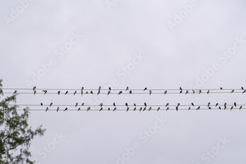 swallows on power lines