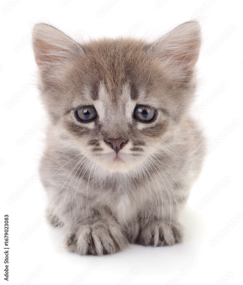 Obraz premium Cute gray tabby kitten isolated on white background