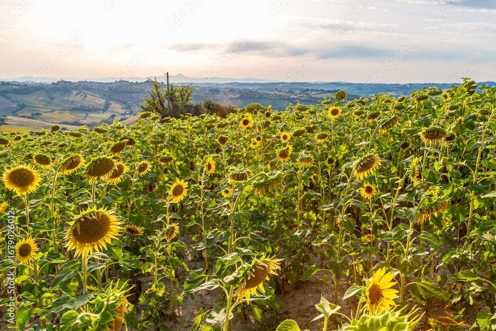 Obraz premium A vibrant sunflower field in full bloom under the warm light of sunset, overlooking rolling hills of the Marche region, Italy. Landscape, farmland, no people, rural, countryside, yellow, agriculture