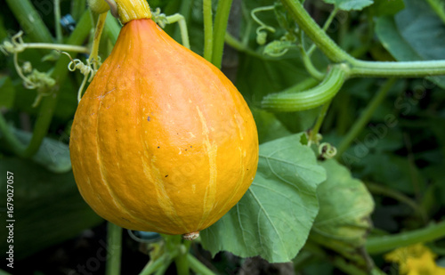 Pumpkin growing on a pumpkin plant in the garden,