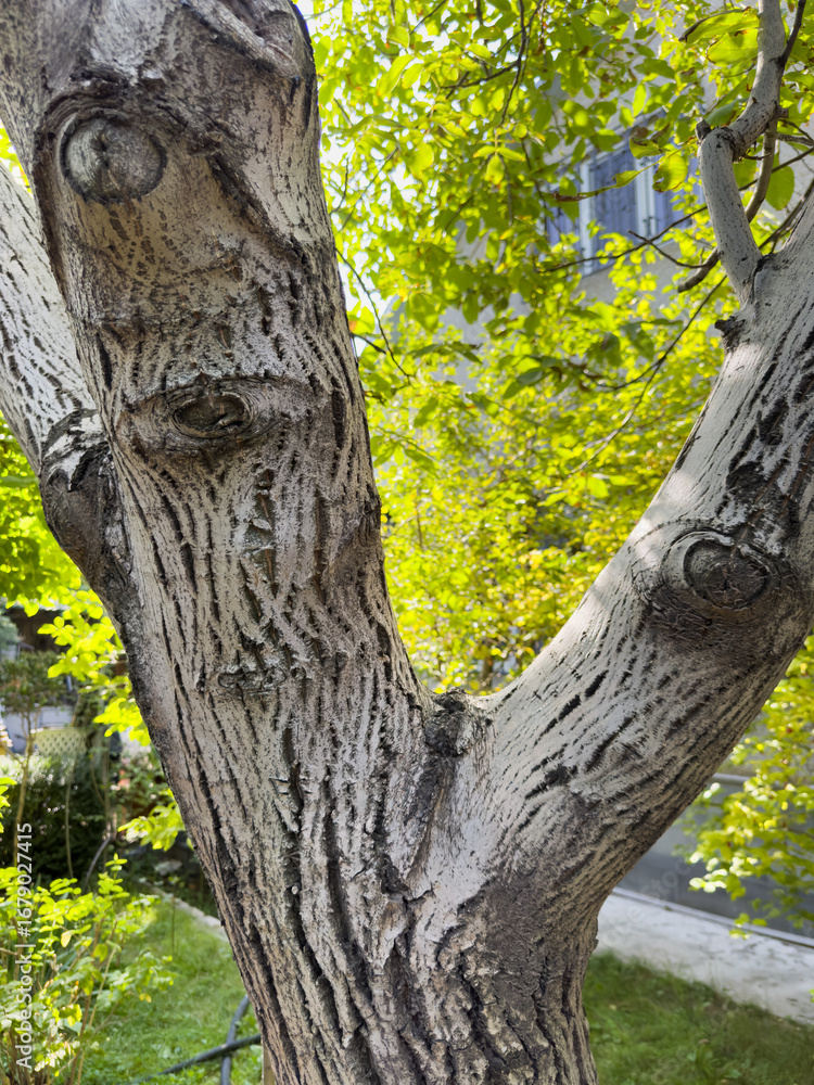 Obraz premium Old tree, tree with thick branches, white tree. A tree trunk with a few holes in it. The trunk is brown and has a few white spots