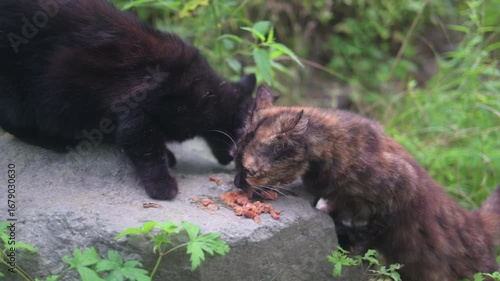 Two stray cats eats cat food.