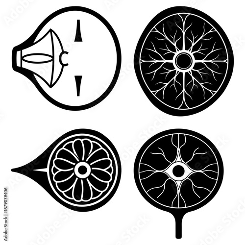 Anatomical illustrations of eye structure with lens retina and optic nerve in black and white style