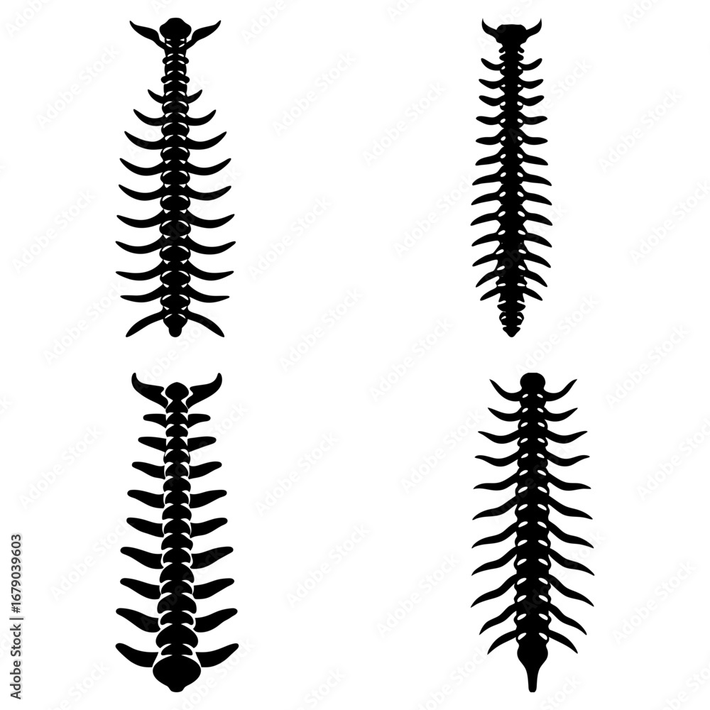 Obraz premium Illustration showing four different spinal columns with varying shapes and bone structures in black and white