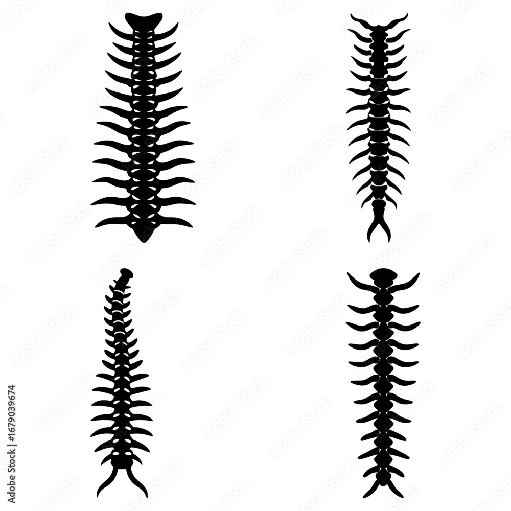 Obraz premium Four stylized spinal column illustrations in black and white on a plain white background image art
