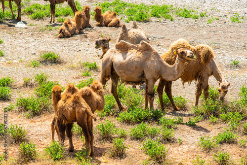 A herd of camels grazes by the shore in a dry steppe landscape.