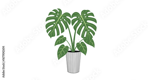 Elegant monstera deliciosa plant in a stylish striped pot