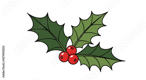 Traditional christmas holly sprig with red berries and green leaves