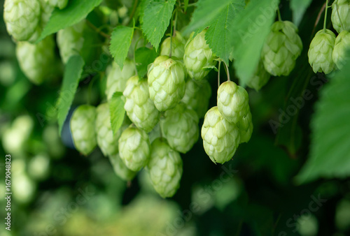 Bunch of fresh hop cones hanging on a branch. Rich harvest of hop.