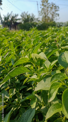 Close-up selective focus of fresh green basil leaves growing in rural farm field
