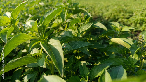 Close-up selective focus of fresh green basil leaves growing in rural farm field