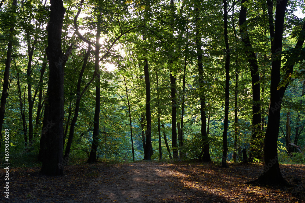 Fototapeta premium beautiful trees in the forest