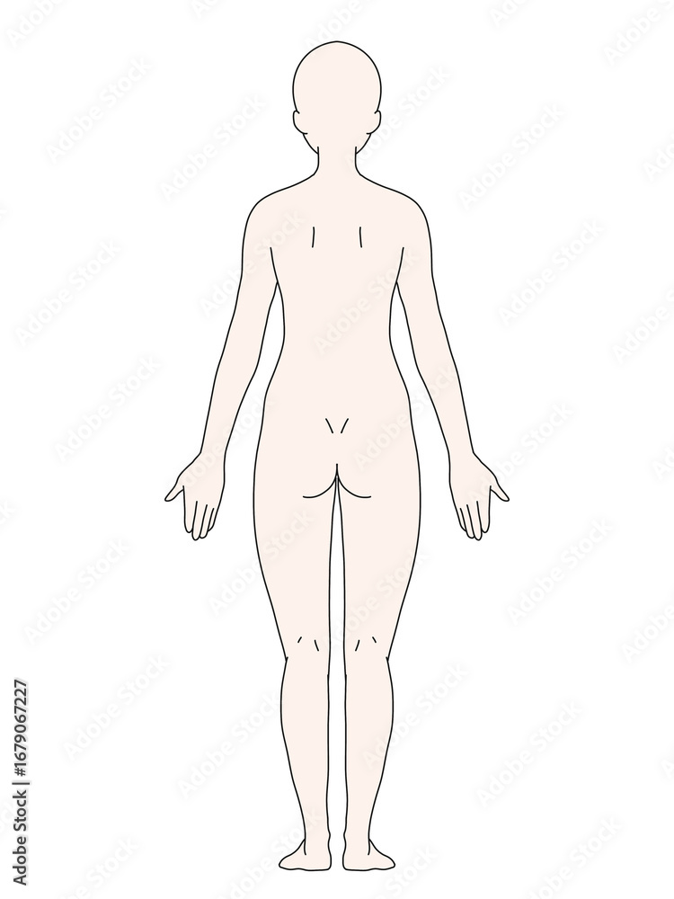 Fototapeta premium 解剖学的正位 女性 背面 カラー