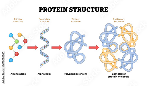 Protein structure anatomy diagram detail, biology educational poster. Labeled amino acid, alpha helix, polypeptide chains, protein molecule complex. Tertiary, quaternary, secondary, primary.