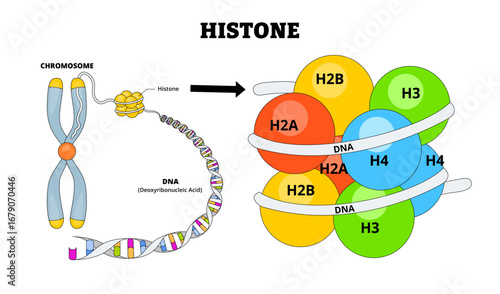 Histone structure anatomy diagram. Biology educational poster. Labeled chromosome, DNA, Deoxyribonucleic Acid. Histone proteins. Basic protein packages and organizes DNA structural units nucleosomes