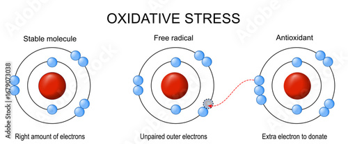 Oxidative stress. Free radical, stable molecule and Antioxidant