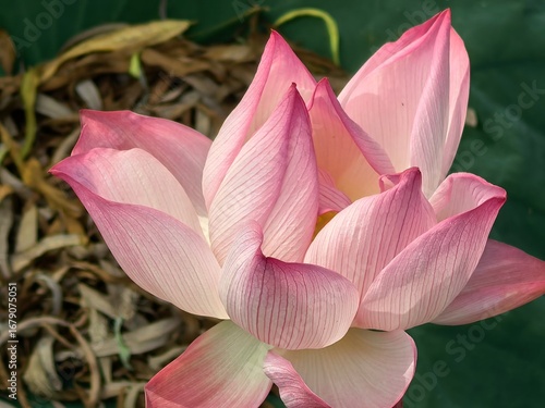 pink lotus flower
