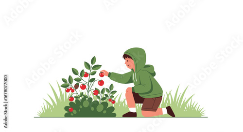 Youngster Gathering Ripe Berries From A Bush, Embracing Simple Rural Delights