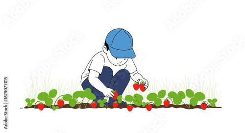 Youngster Gathering Strawberries in Garden, Illustrating Joyful Summer Harvesting