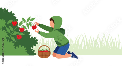 Youngster Harvesting Berries In Garden, Gathering Fresh Produce For Basket Illustration