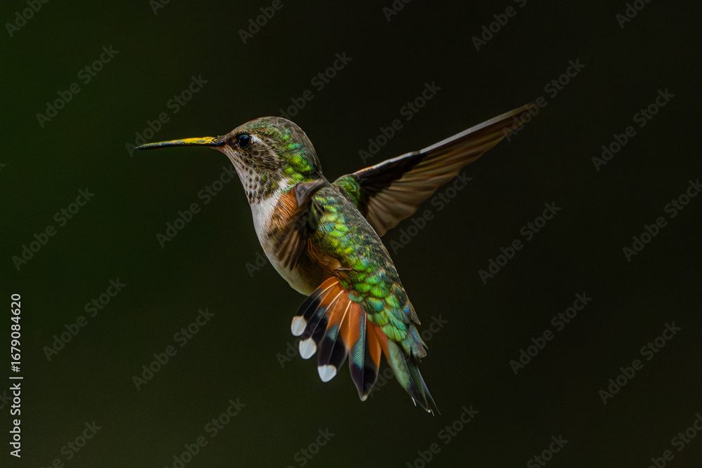 Fototapeta premium Rufous Hummingbird (Selasphorus rufus) Photo, in Flight Over a Dark Background