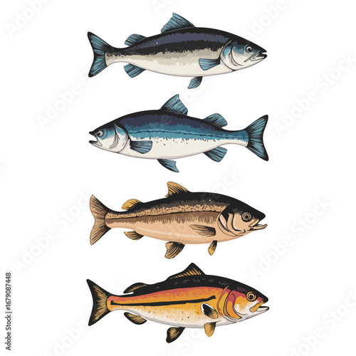 realistic vector illustration of salmon fish varieties