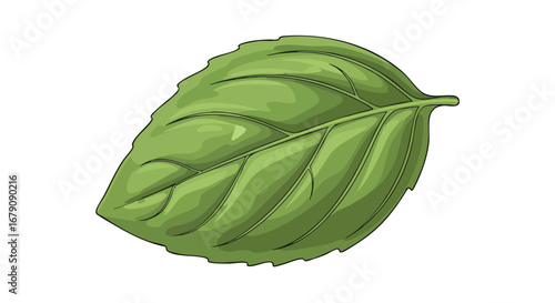 Freshness depicted in a single basil leaf illustration showcasing vibrant color and delicate venation representing natural vitality and culinary