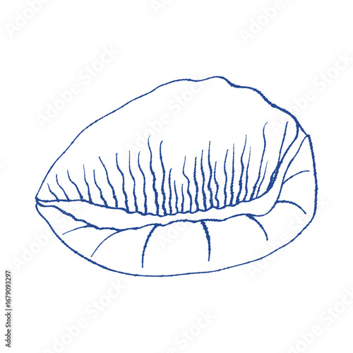 Sea shell scallop, ink hand drawn sketch. Single blue line bivalve creature, mollusk seashell. Icon contour symbol for branding, home decor, notebook covers, apparel print, stickers, tag, logo
