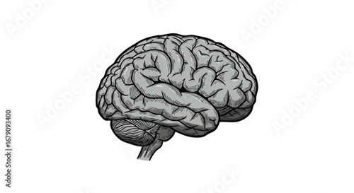 Monochrome Anatomical Brain Illustration Displaying Cognitive Function and Neurological Complexity Representing Human Intelligence and Analytical