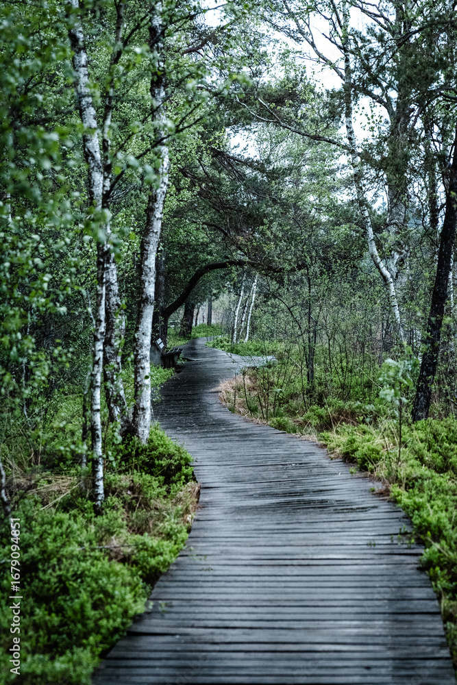 Obraz premium Wurzacher Ried nature reserves