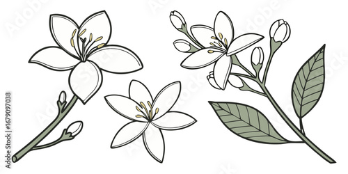 Jasmine Vector Set Fragrant Pure White Bloom Decorative Minimal Artwork
