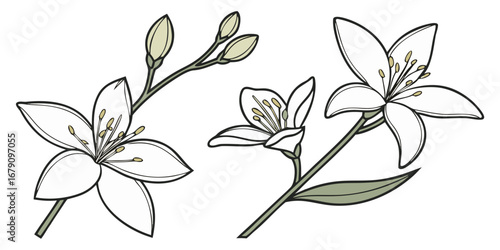 Jasmine Vector Set Fragrant Pure White Bloom Decorative Minimal Artwork