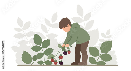 Young Person Harvesting Berries From A Bush In A Garden During The Gardening Season