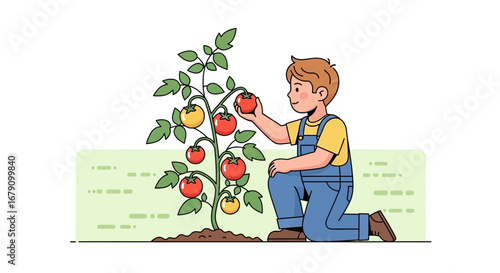 Young Gardener Harvesting Ripe Tomatoes: An Illustration of Freshness and Growth
