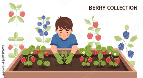 Young Gardener Planting Berries with Raspberries, Blueberries, and Strawberries in a Garden Box