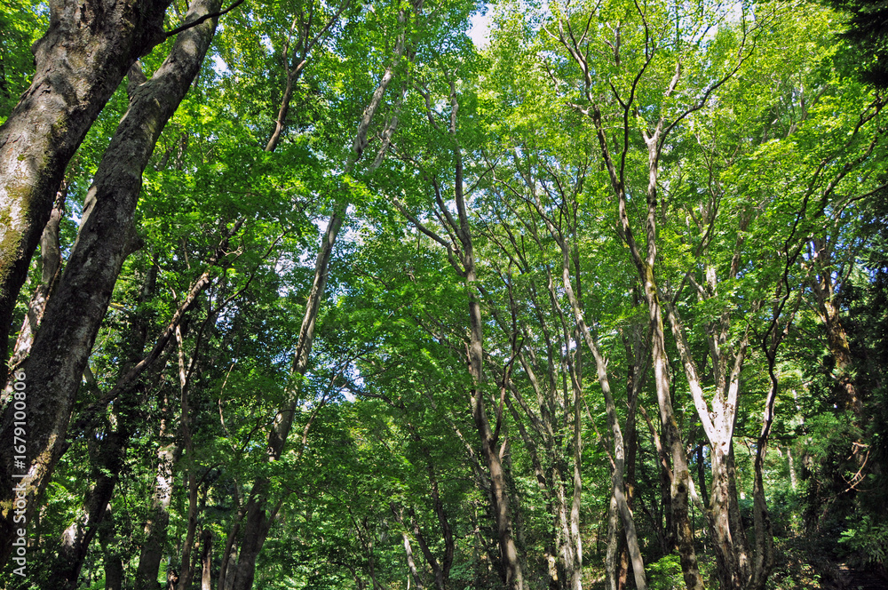 Fototapeta premium 初夏の森 3